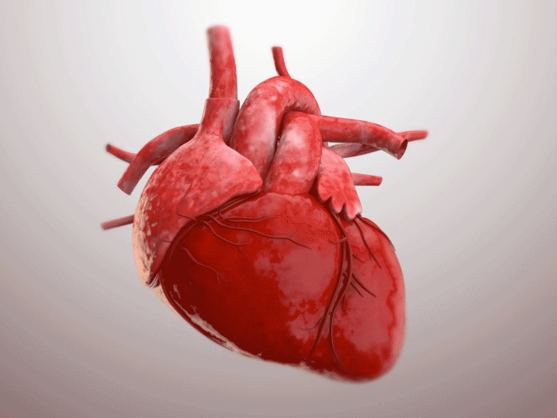 Free: Heart,human - Human Heart Png Gif 