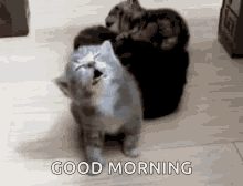 Morning Gif,Time Gif,Afternoon Gif,Daylight Gif,End Of The Night Gif,However Gif,Lifestyle Gif,Starting The Day Gif,Sunrise Gif