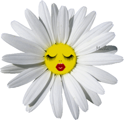 Daisy Gif,Flower Gif,Loves Me Loves Me Not Gif,Mountain Flower Gif,Plant Gif,Yellow White Gif