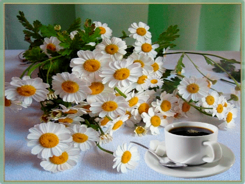 Daisy Gif,Flower Gif,Loves Me Loves Me Not Gif,Mountain Flower Gif,Plant Gif,Yellow White Gif