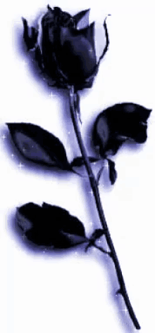 Black Rose Gif