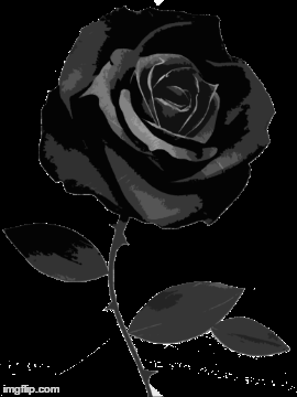 Black Rose Gif
