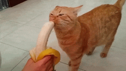 Banana Cat Gif