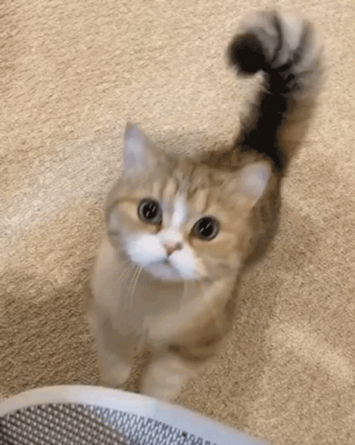 Cute Cat Gif - IceGif