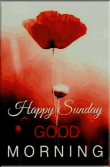 Happy Sunday Gif