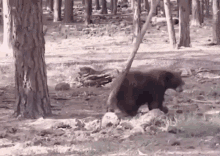 Animal Gif,Bear Gif,Carnivorous Gif,Mammal Gif,Wild Gif