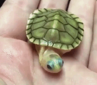 Turtle Gif