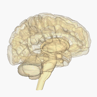 Brain Gif