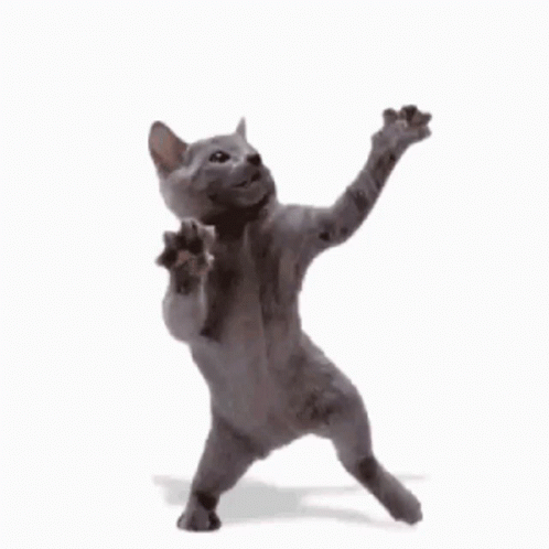 Dancing Cat Gif