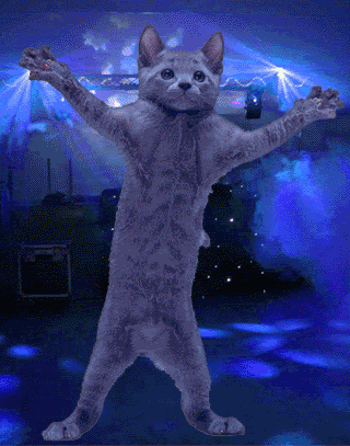 Dancing Cat Gif