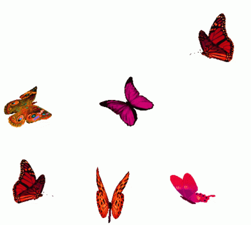 Animal Gif,Beatiful Gif,Butterfly Gif,Colorful Wing Gif,Fly Gif,Paleocene Gif,Short Lived Gif