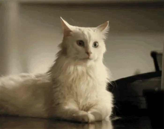 White Cat Gif