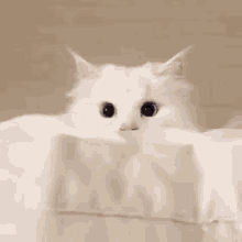 White Cat Gif