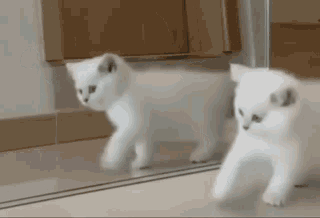 Color Gif,Albino Gif,Animal Gif,Cat Gif,Cute Gif,White Cat Gif,White Fur Gif