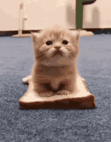 Cute Cat Gif IceGif Cute Cat Gif IceGif