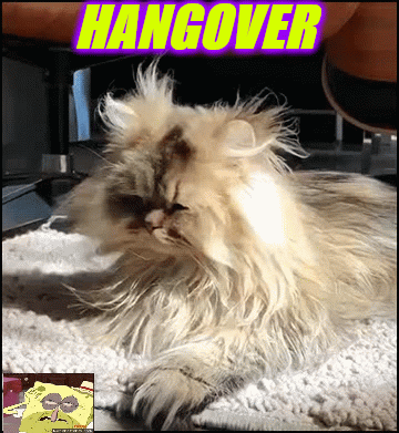 Hangover Gif