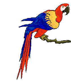 Parrots Gif