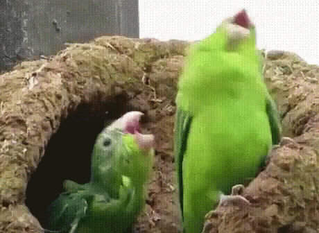 Parrots Gif