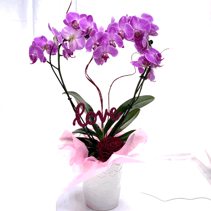 Orchids Gif