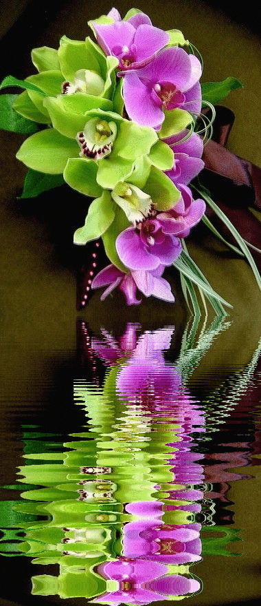 Orchids Gif