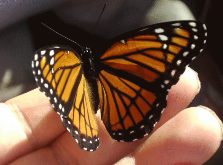 Butterfly Animated GIF