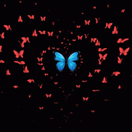 Butterfly Gif