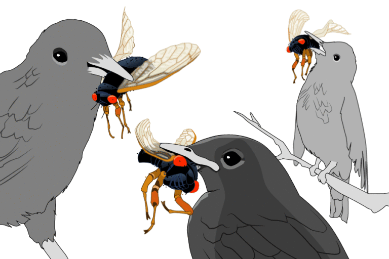 Cicadas Animated GIF