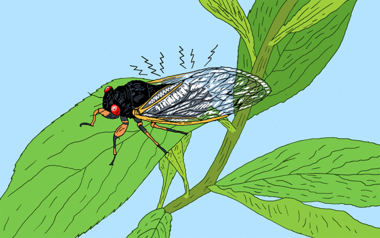 Cicadas Animated GIF