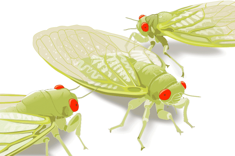 Cicadas Animated GIF