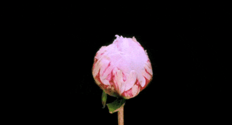 Hibiscus Flower Animated GIF