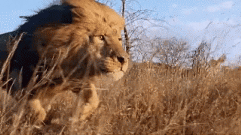 Lion Animated GIF