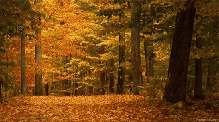 Autumn Animated GIF