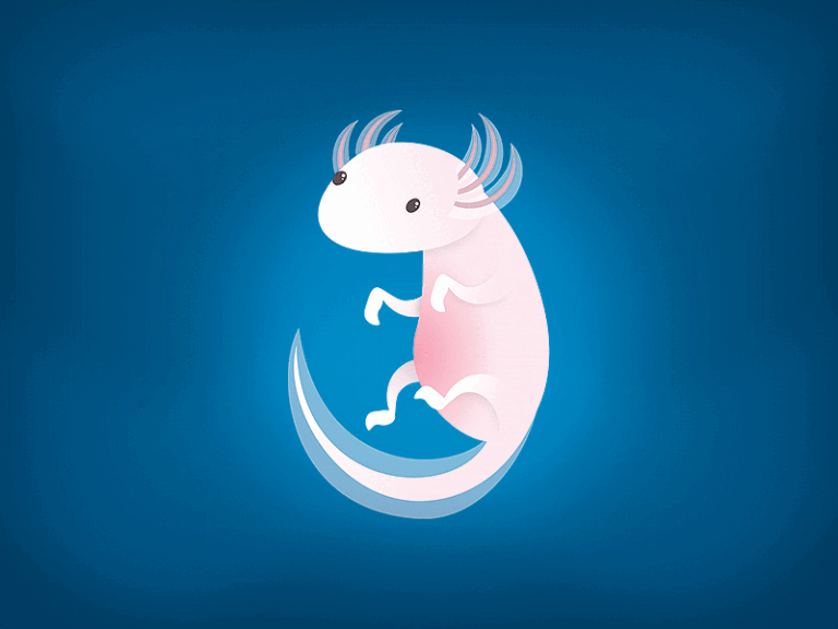 Axolotl Animated GIF