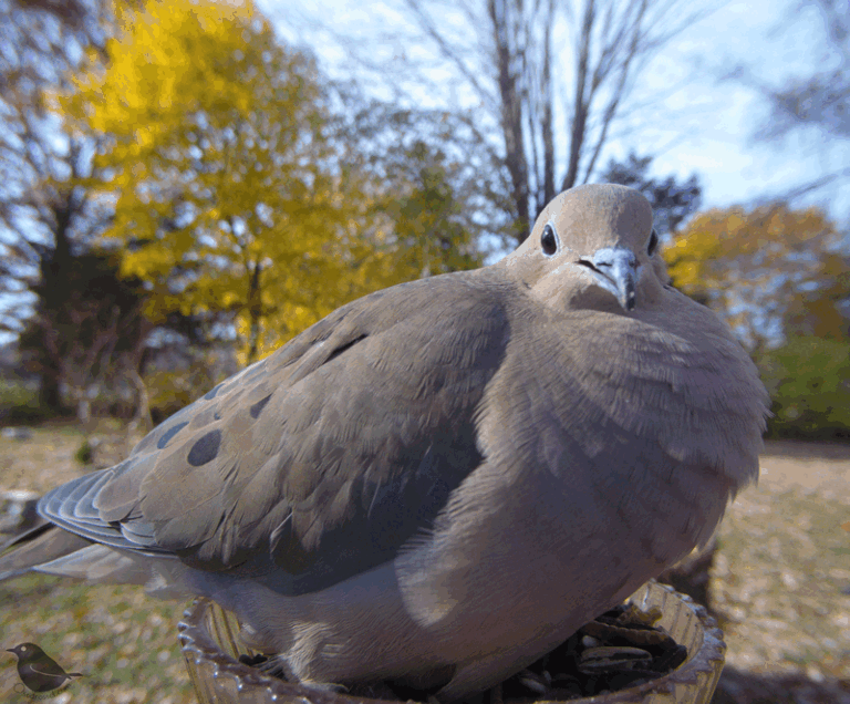 Bird Animated GIF