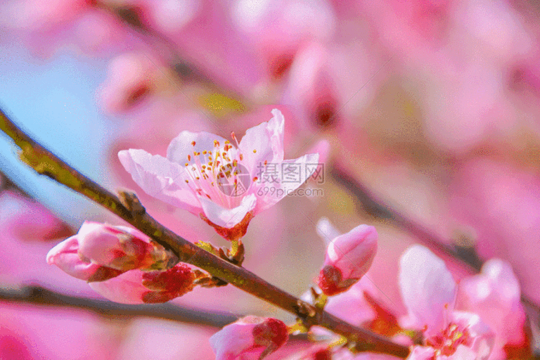 Cherry Blossom Animated GIF