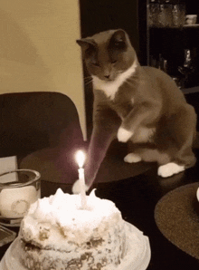 Birthday Gif