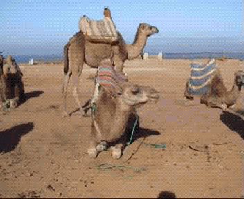 Camel Gif