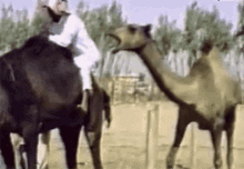 Camel Gif