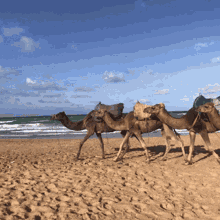 Camel Gif