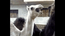 Camel Gif