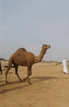 Camel Gif