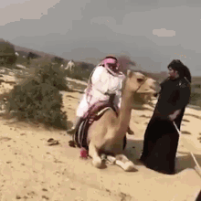 Camel Gif