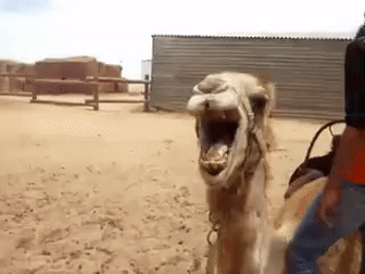 Camel Gif