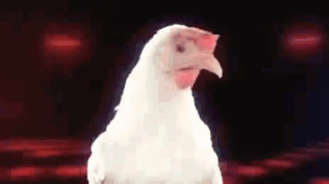 Chicken Jockey Gif