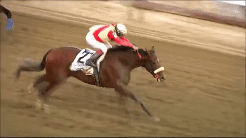 Horse Racing Gif