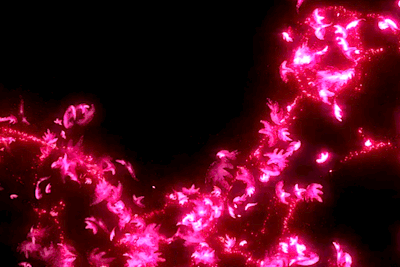 Pink Gif