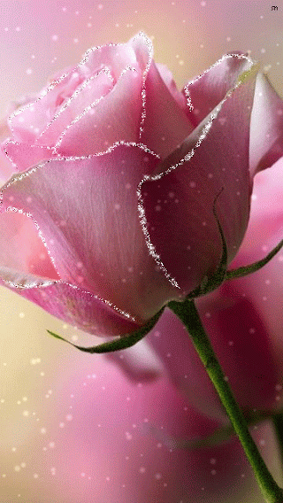 Pink Gif