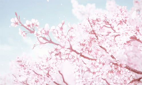 Cherry Blossom Gif