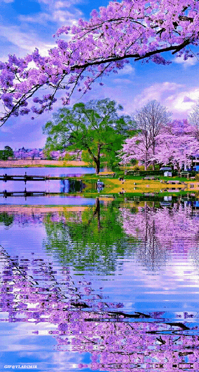 Cherry Blossom Gif