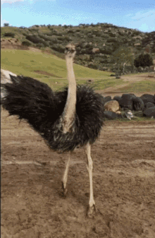 Crazy Gif